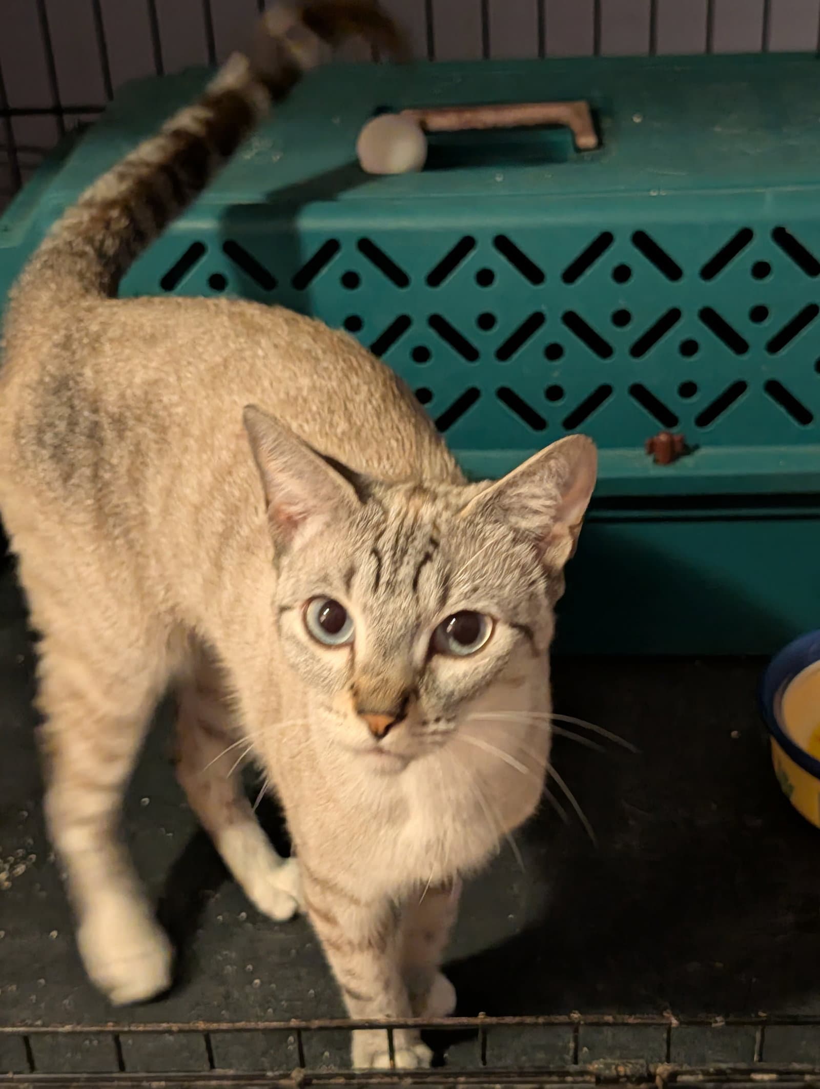 Chancey - Siamese
