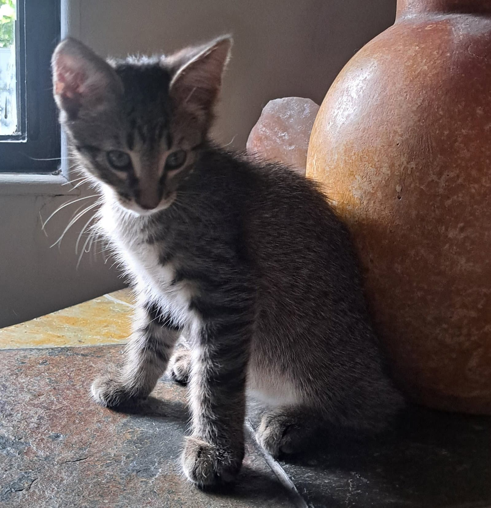 Loki - Domestic Short Hair