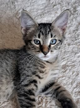 Loki image 2