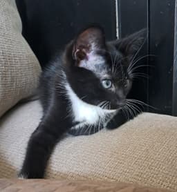 Mittens image 1