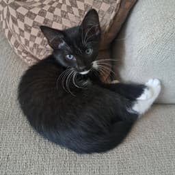 Mittens image 2