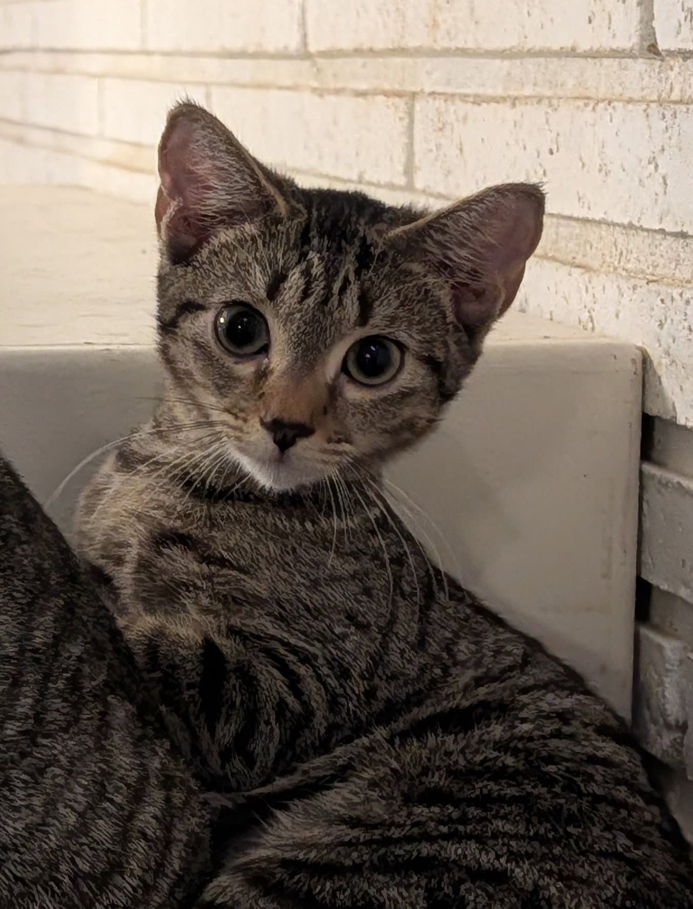 Veronica - Domestic Short Hair