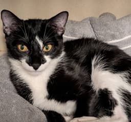 Pepper image 1