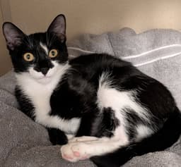 Pepper image 2