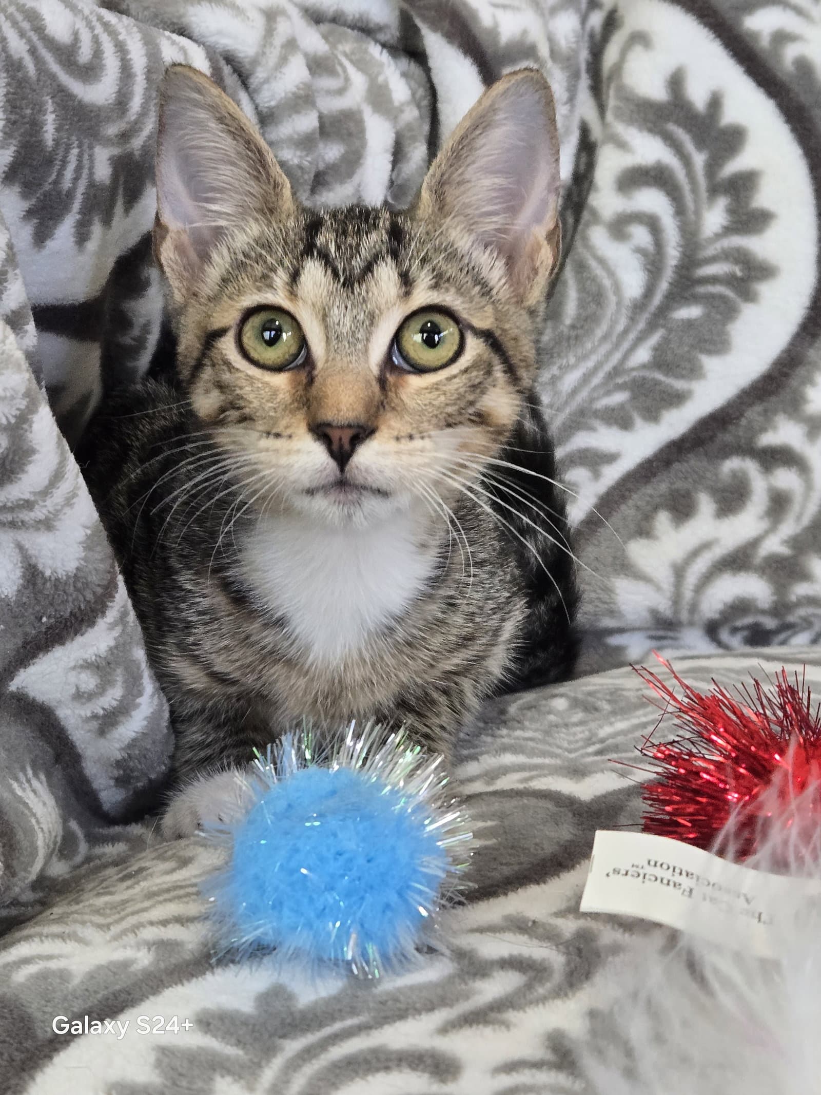 Kelly - Domestic Short Hair