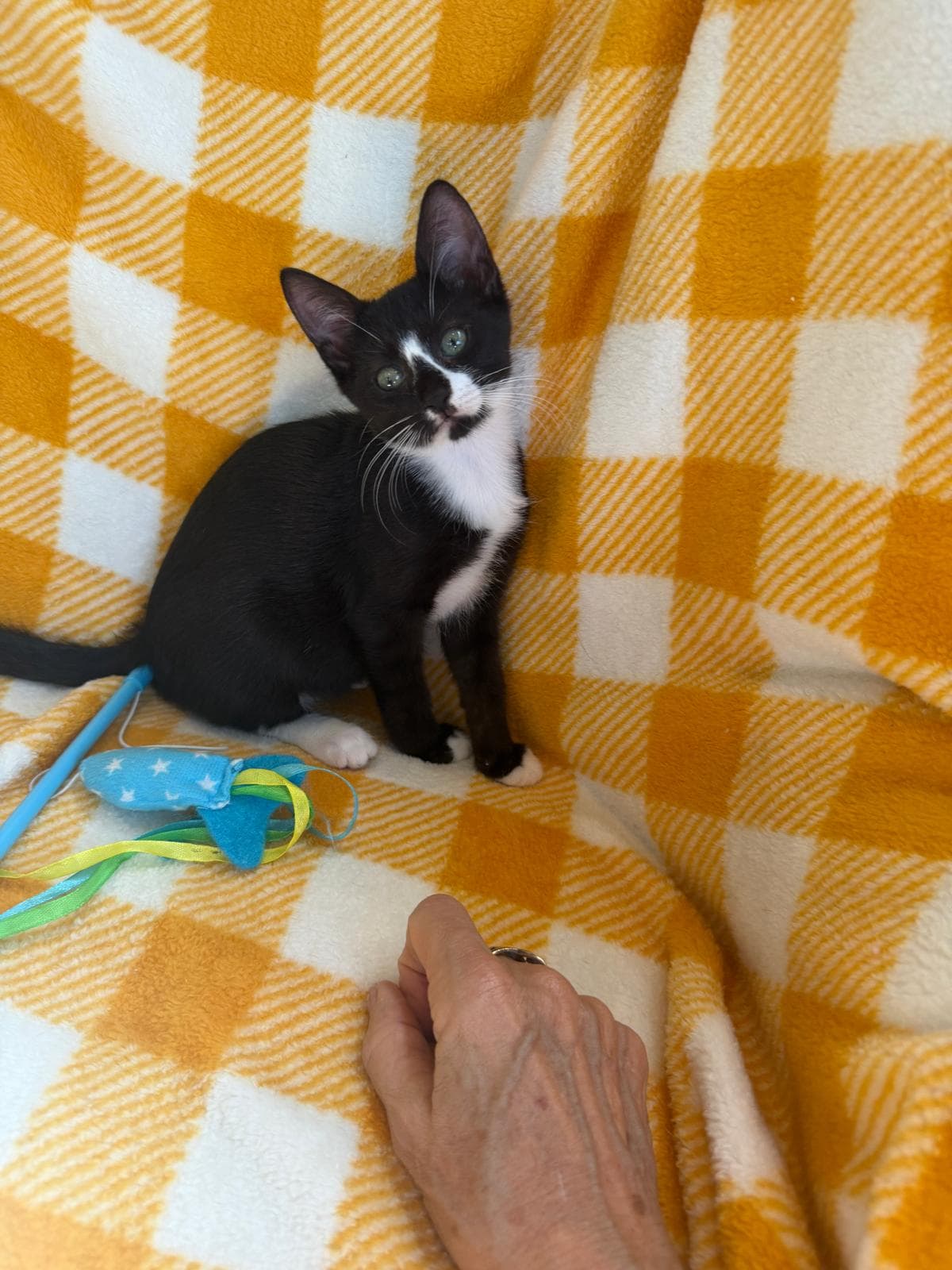 Sara - Tuxedo