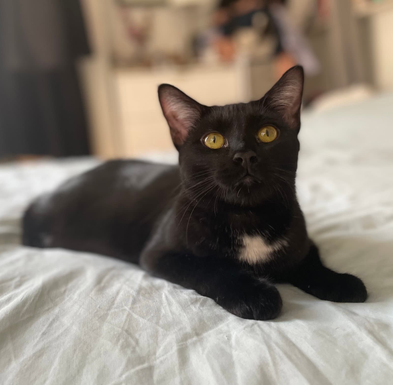Yolette Jr - Domestic Short Hair