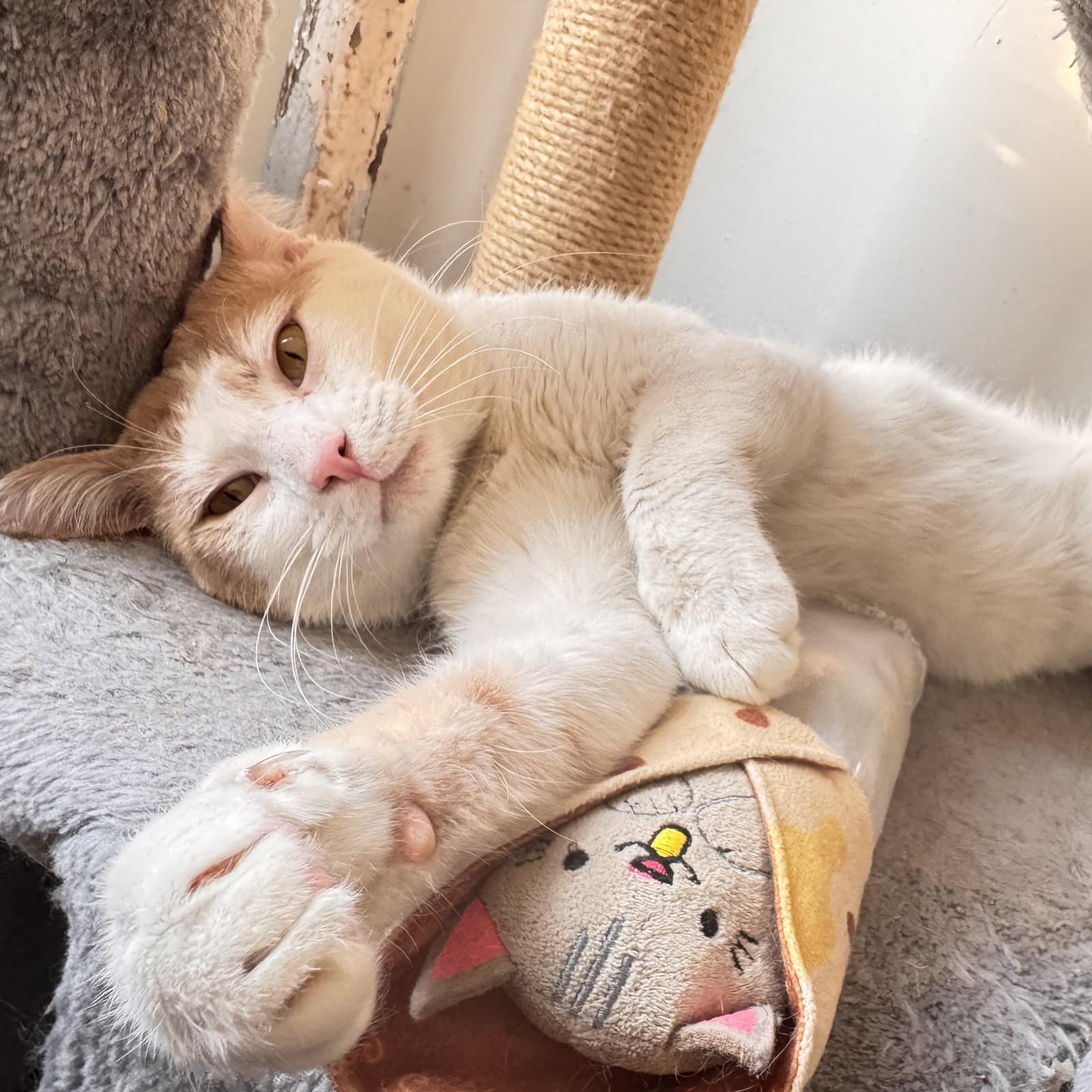 Creamsicle - Domestic Short Hair