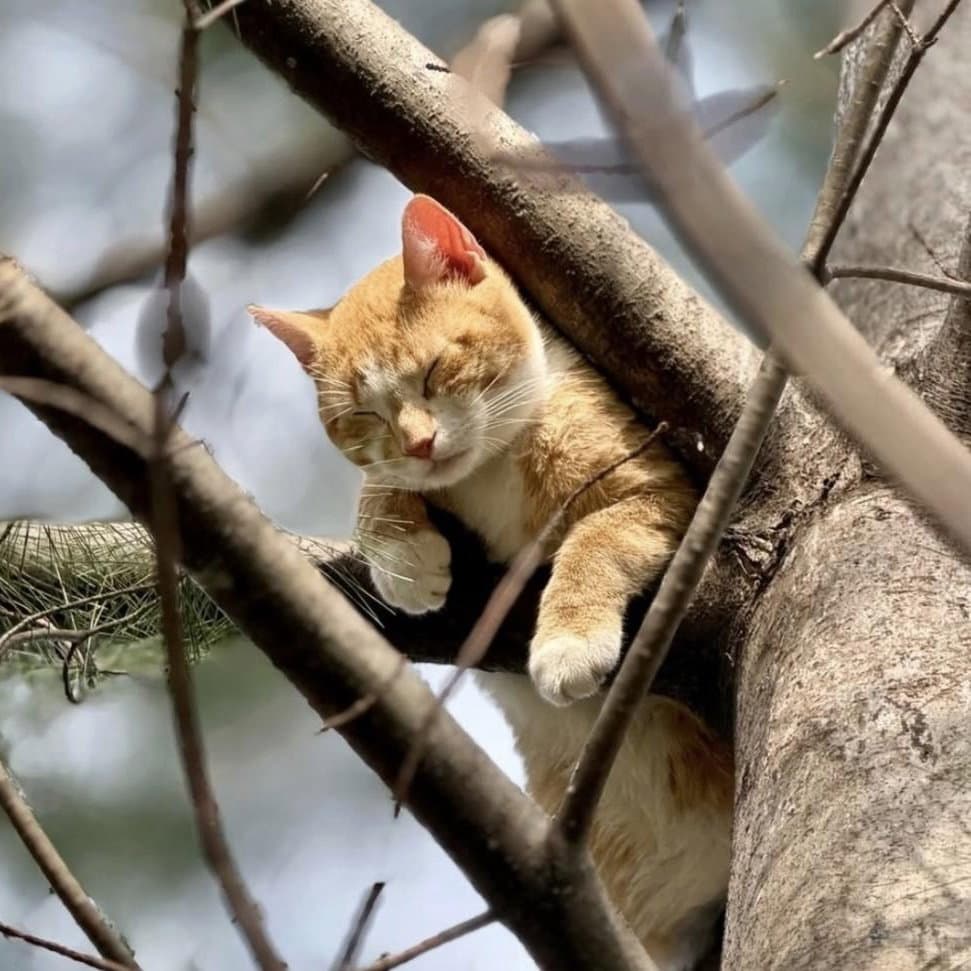 Jp - Domestic Short Hair