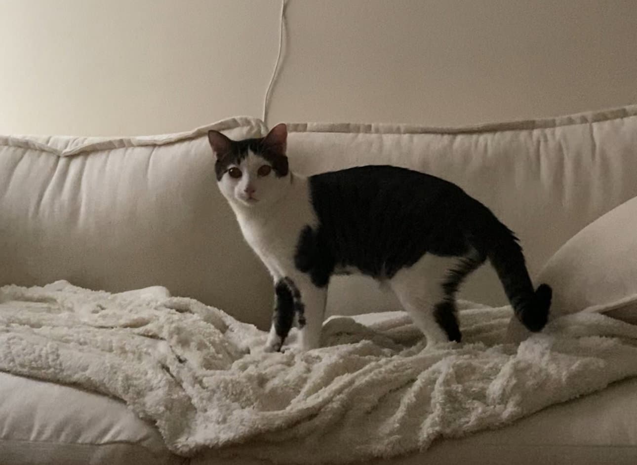 Riverside - Domestic Short Hair