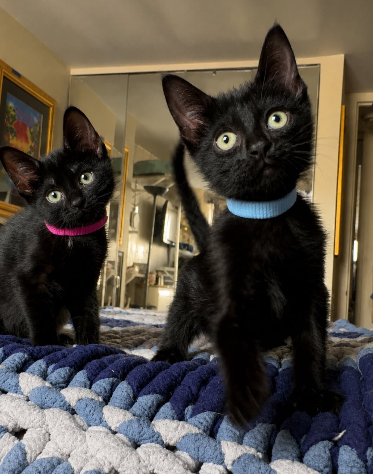 Katya And Chad Michaels - Domestic Short Hair