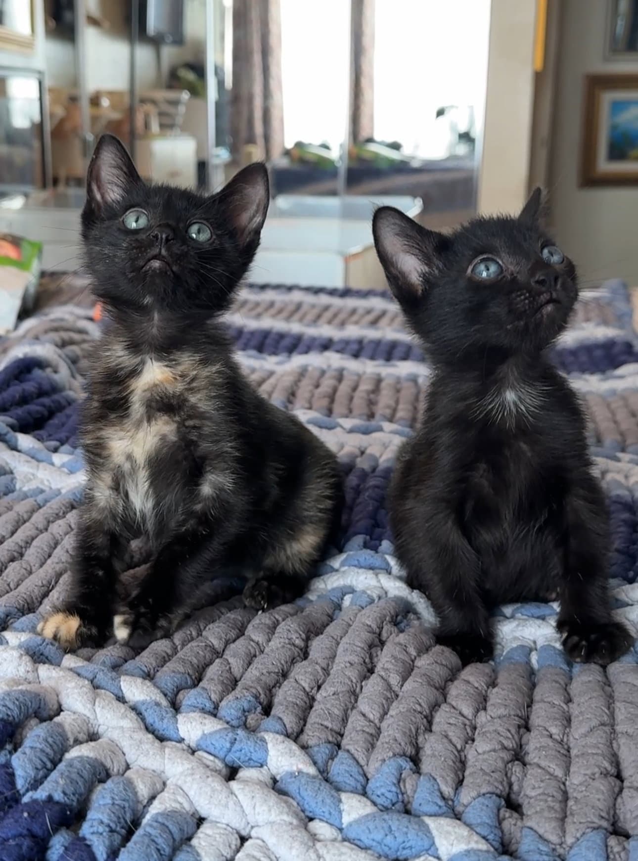Trixie And Jujubee - Domestic Short Hair