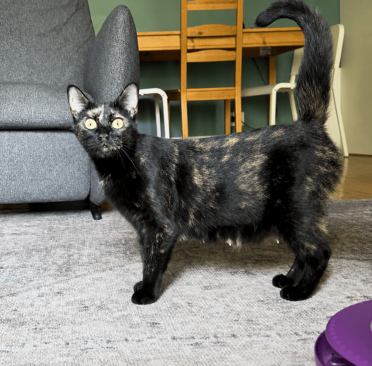 Marigold - Domestic Short Hair