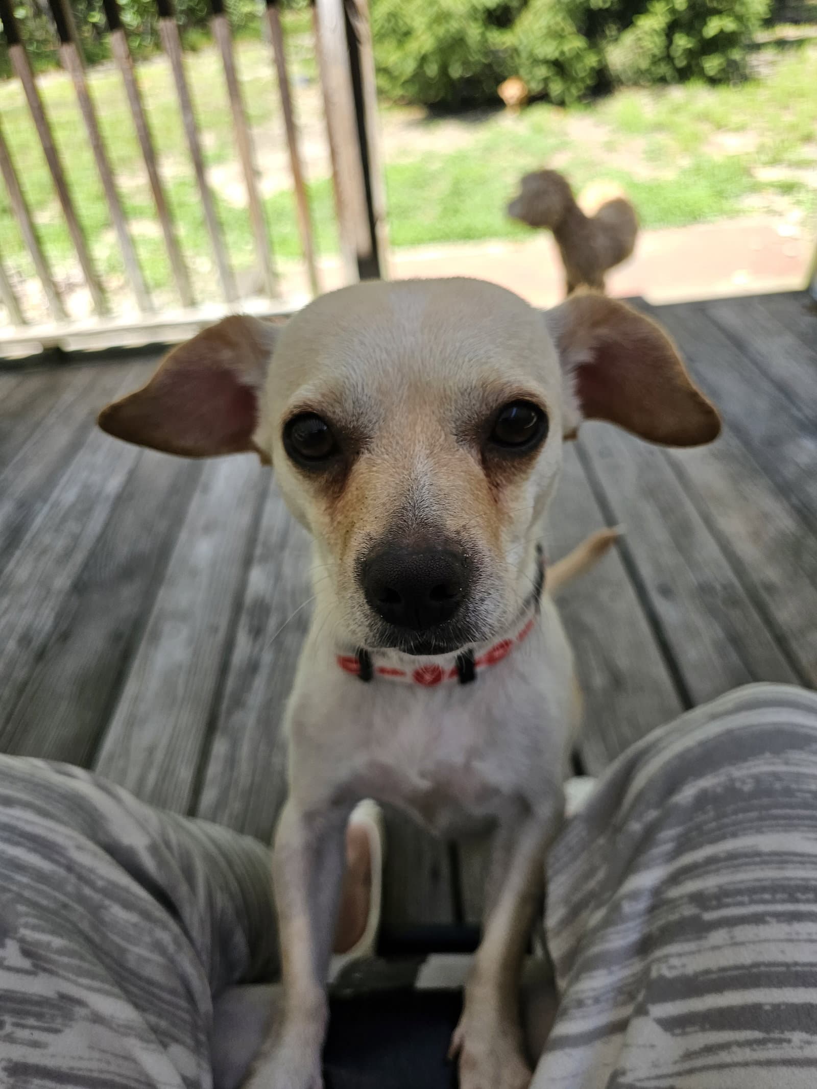 Brie - Chihuahua