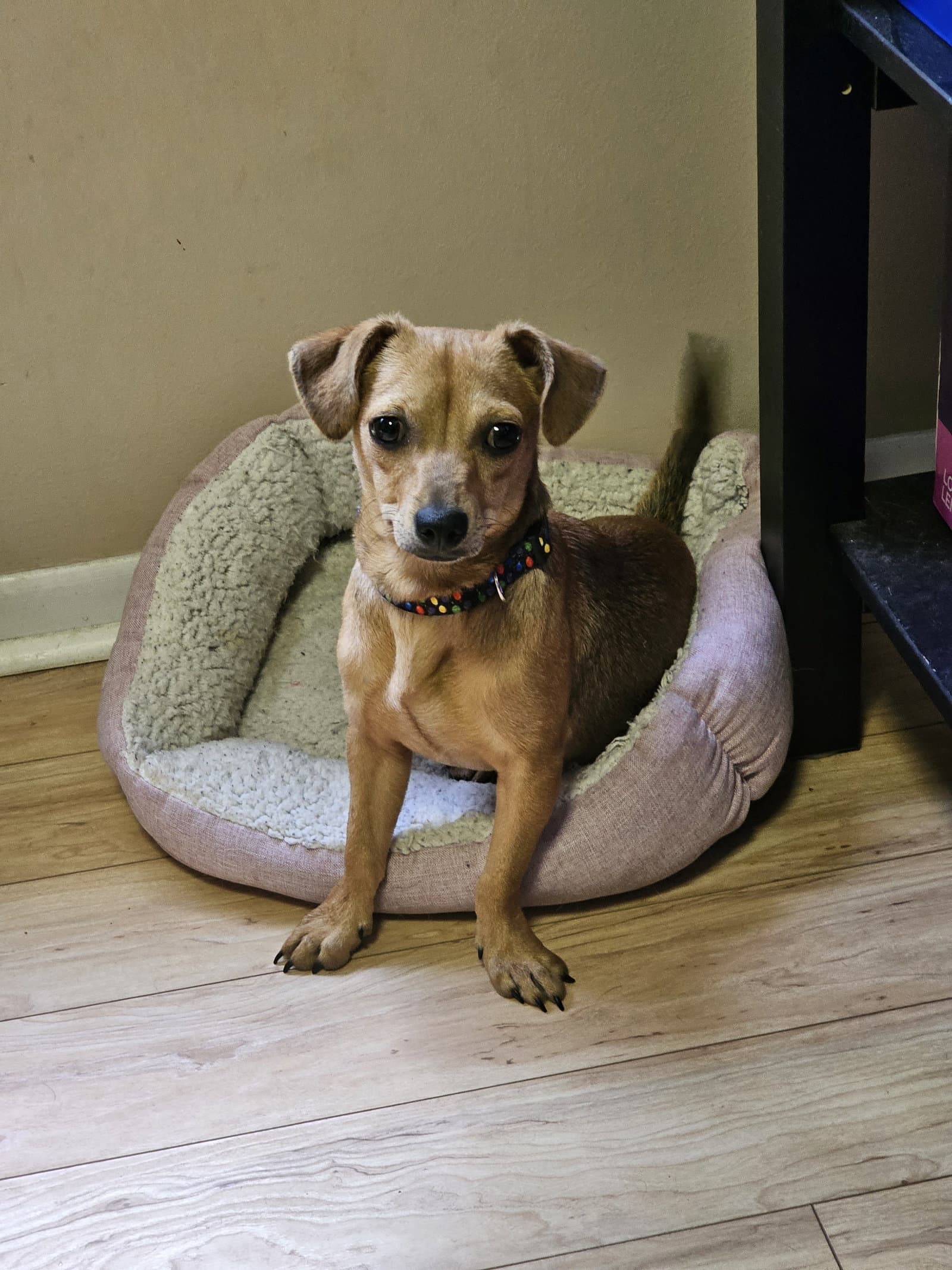 Pepper Jack Aka Pj - Chihuahua
