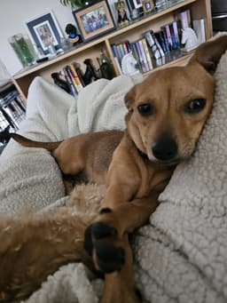 Pepper Jack Aka Pj image 3