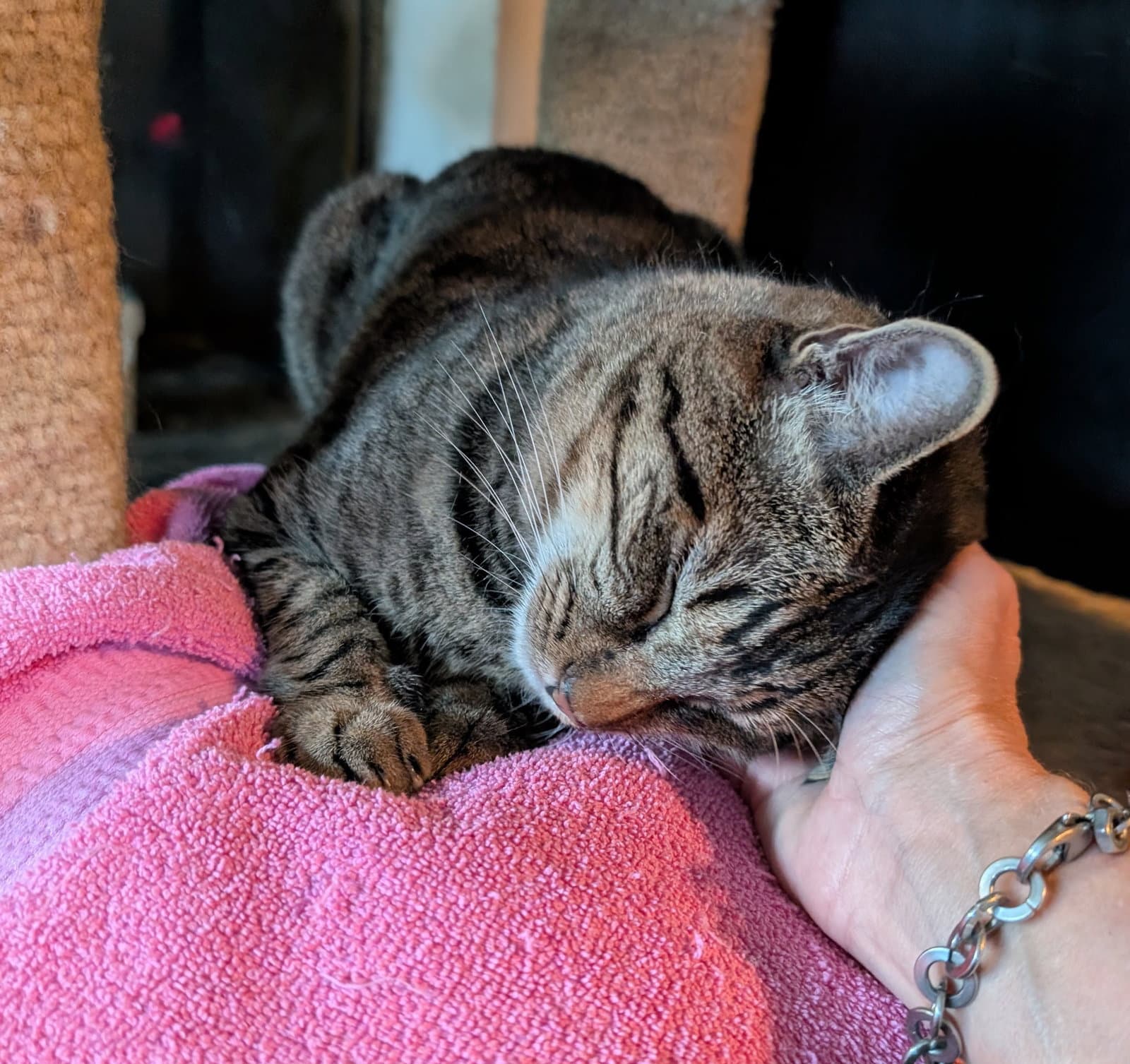 Brody - Tabby