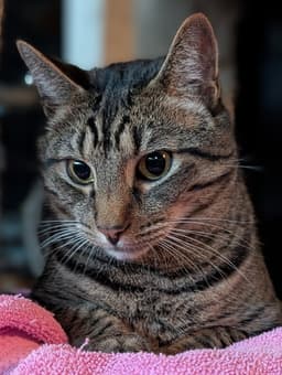 Brody image 2