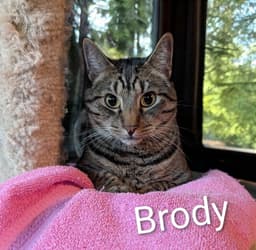 Brody image 4
