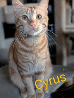 Cyrus image 1