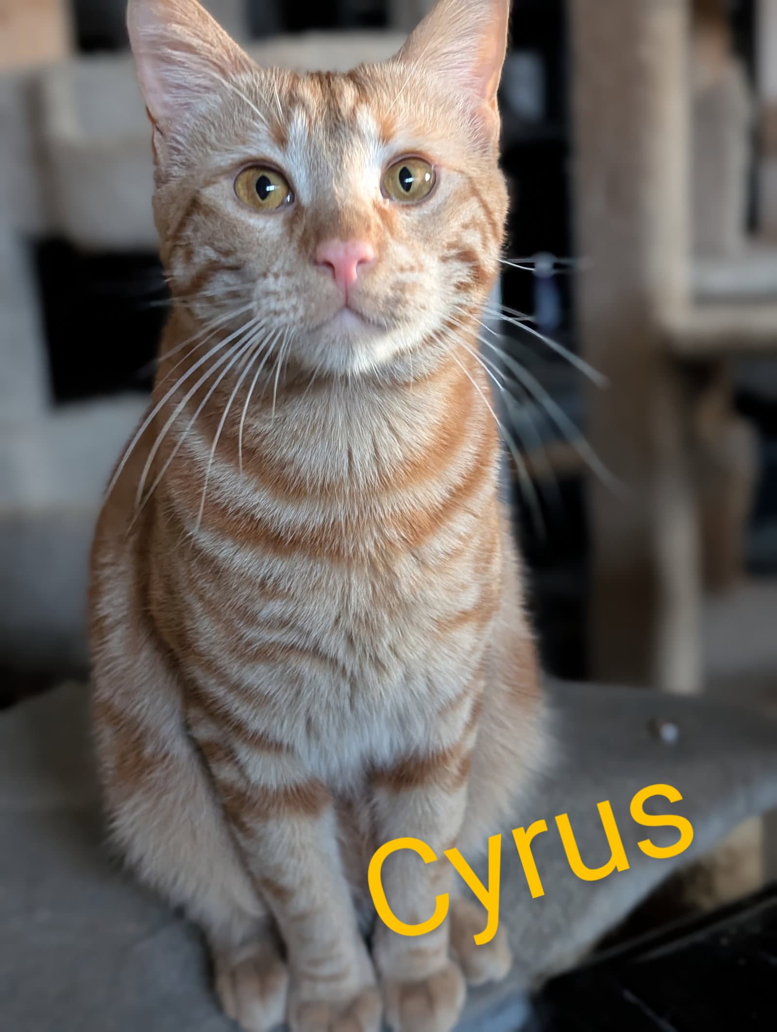 Cyrus - Tabby