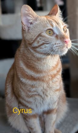 Cyrus image 2
