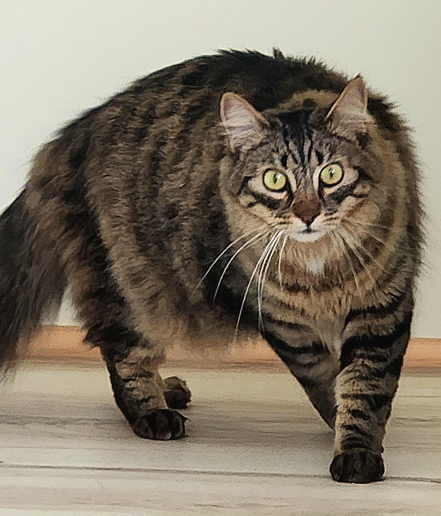 Dalton - Domestic Medium Hair