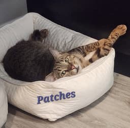 Patches image 2