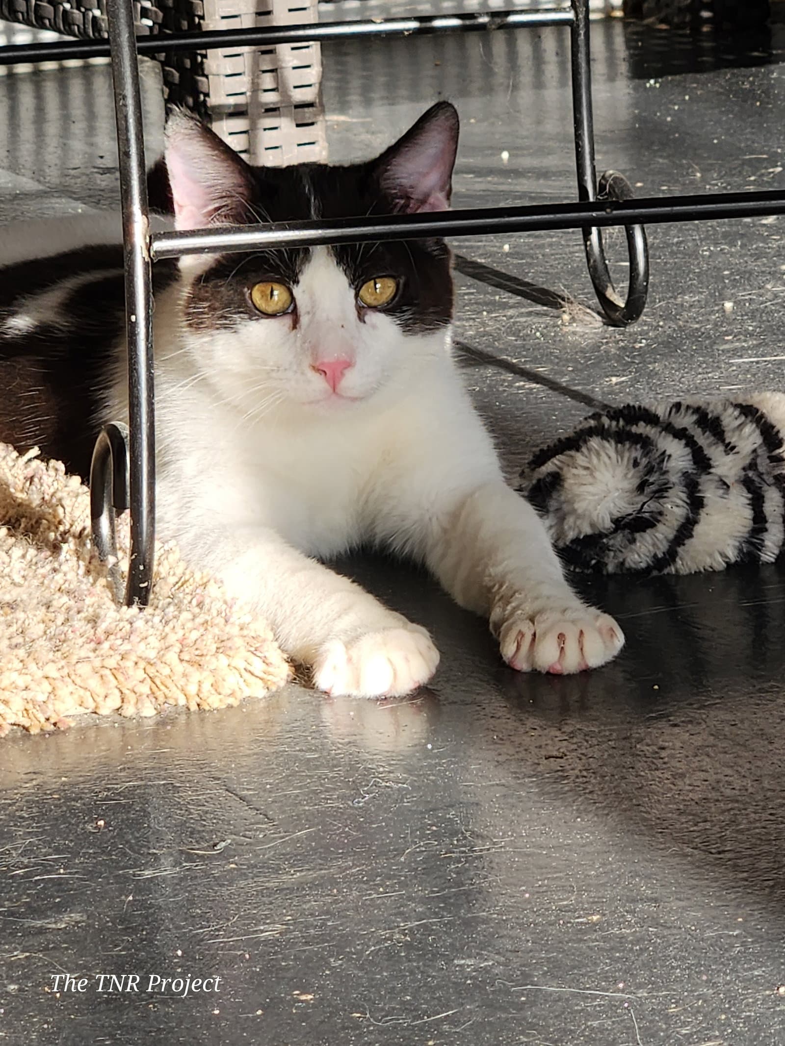Miracle - Domestic Short Hair