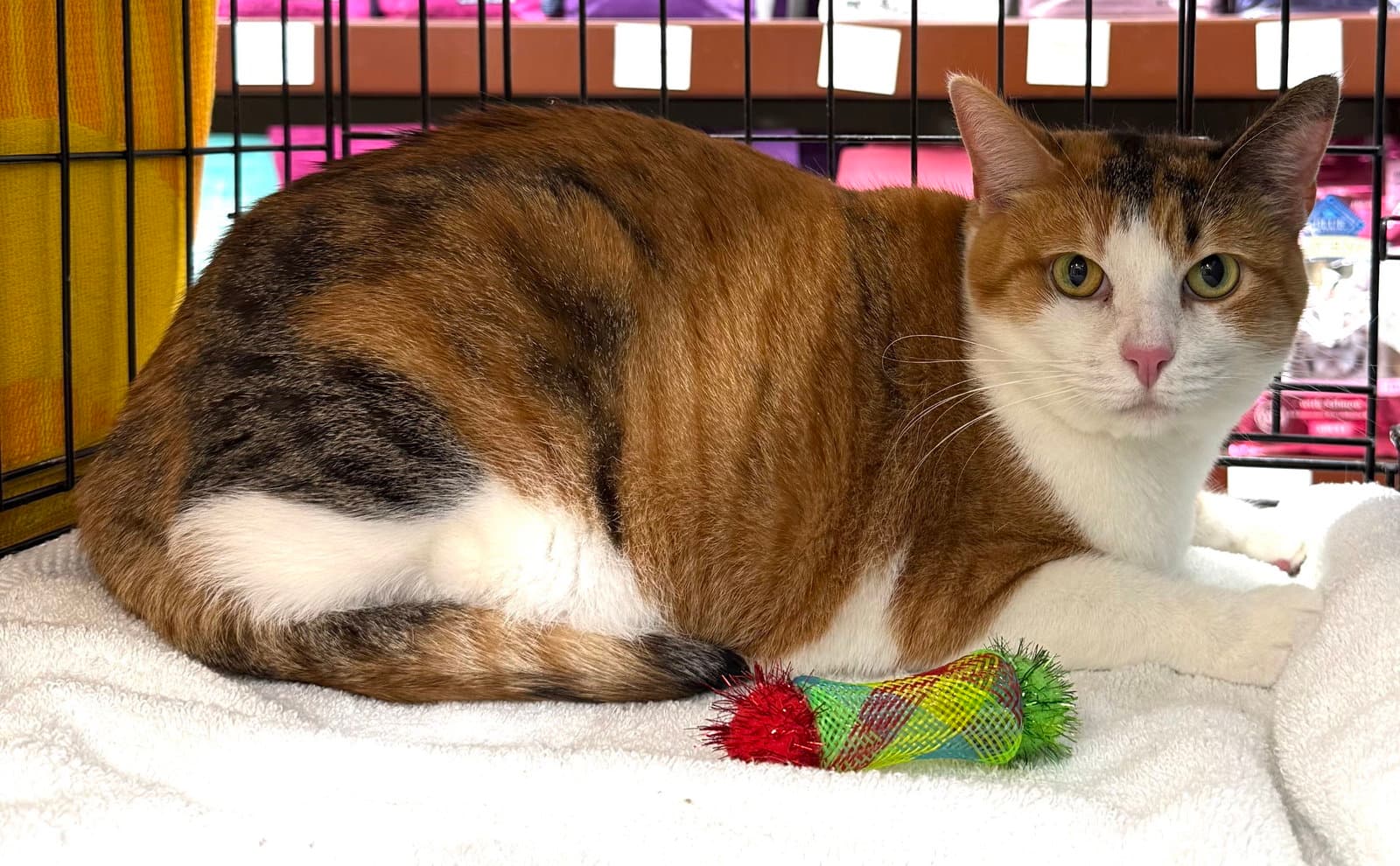 Mia - Calico