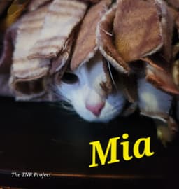 Mia image 4