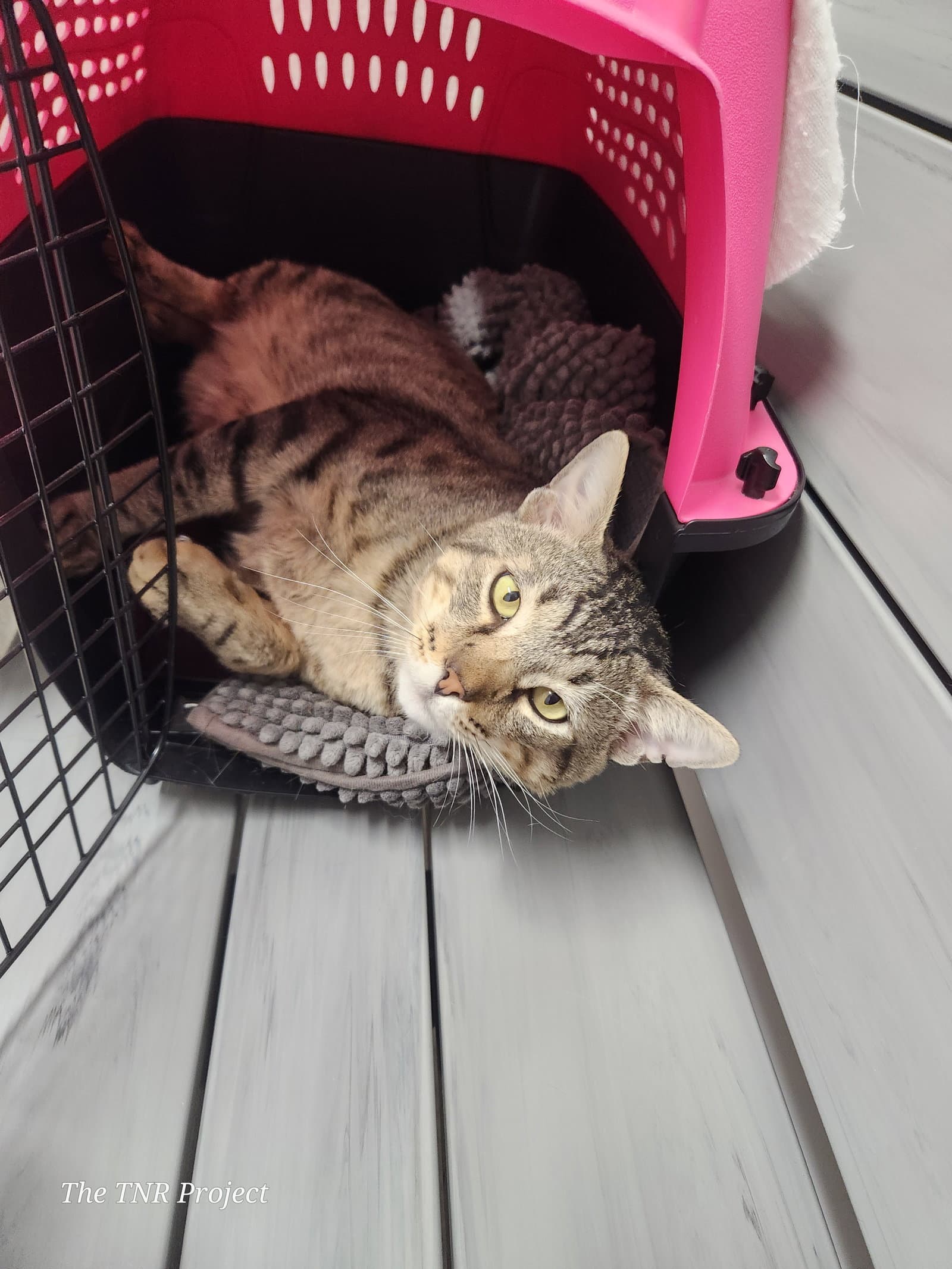 Lyon Fiv - Tabby