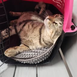 Lyon Fiv image 3
