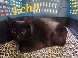 Echo image 2