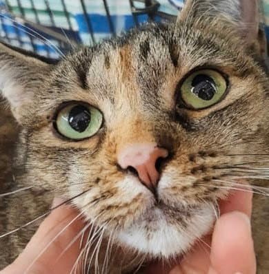 Tamiya - Calico