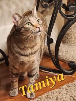 Tamiya image 4