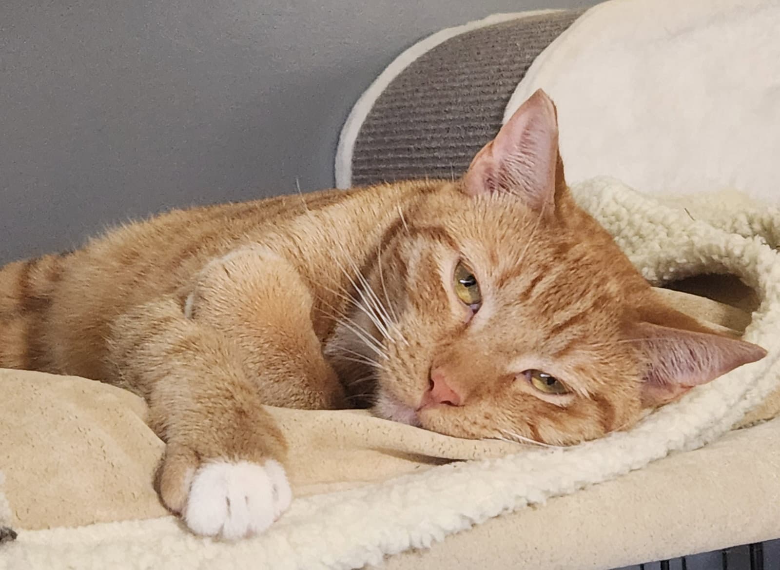 Finnegan - Domestic Short Hair