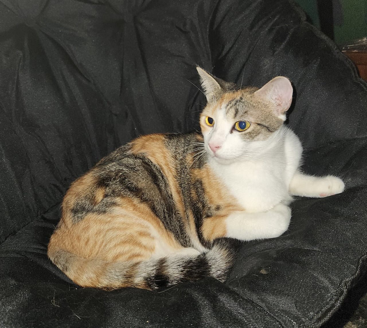 Lala - Calico