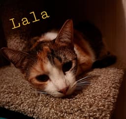 Lala image 2