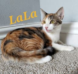 Lala image 3