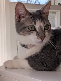 Paloma image 1