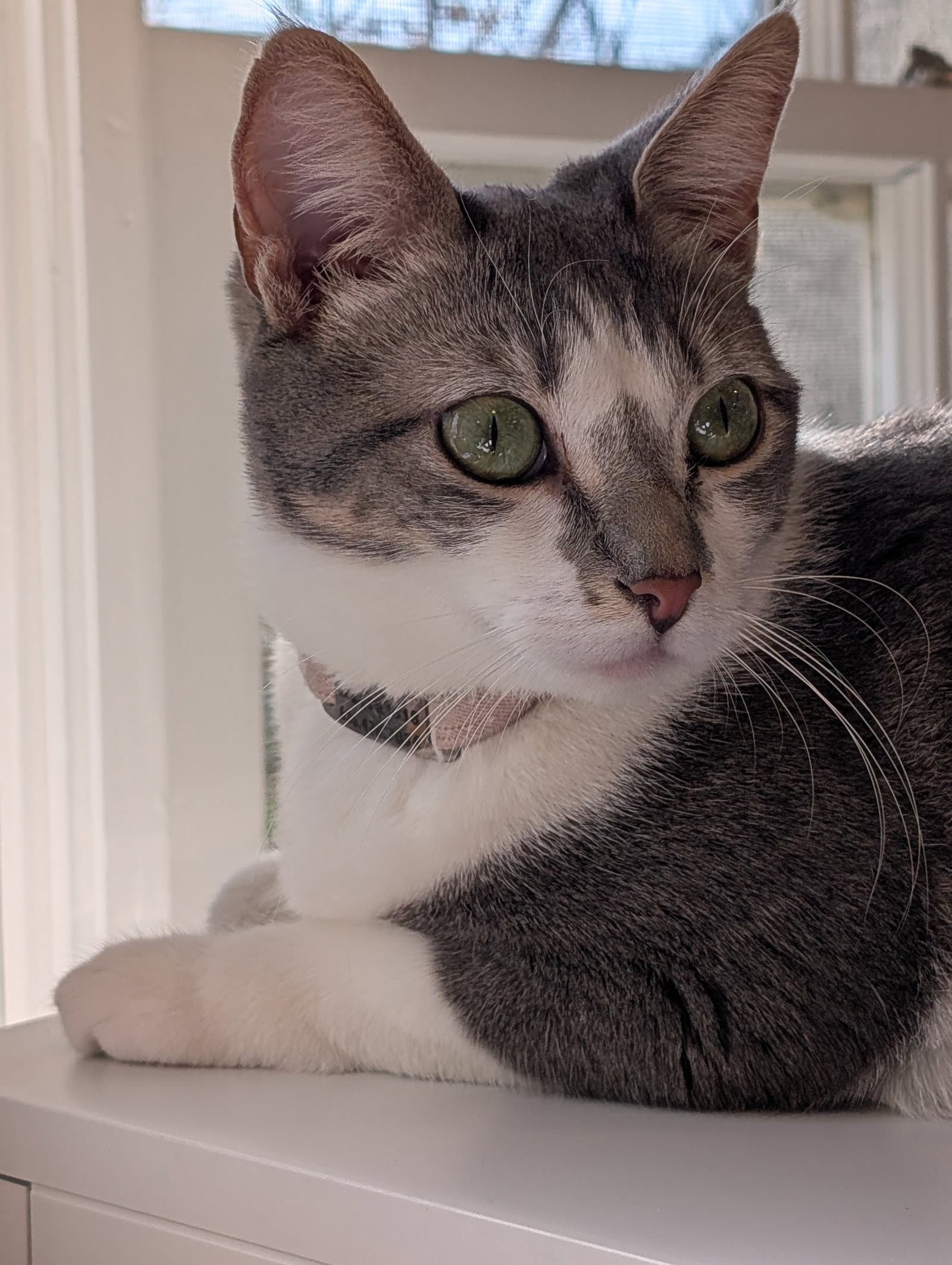 Paloma - Domestic Short Hair
