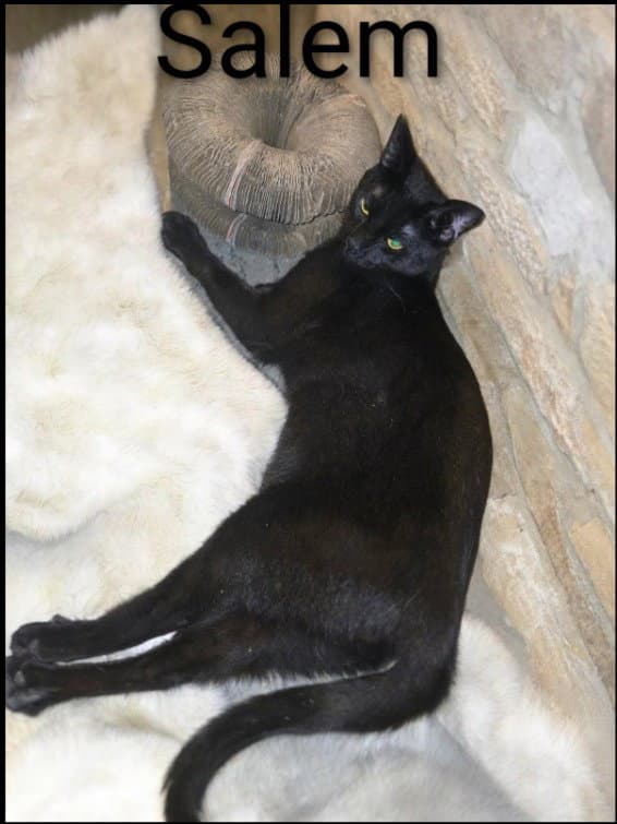 Salem - Domestic Short Hair