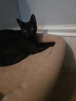 Salem image 2