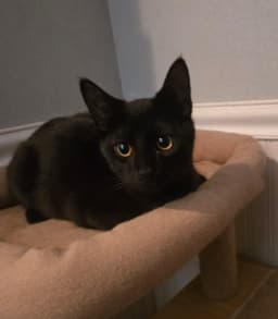 Salem image 3