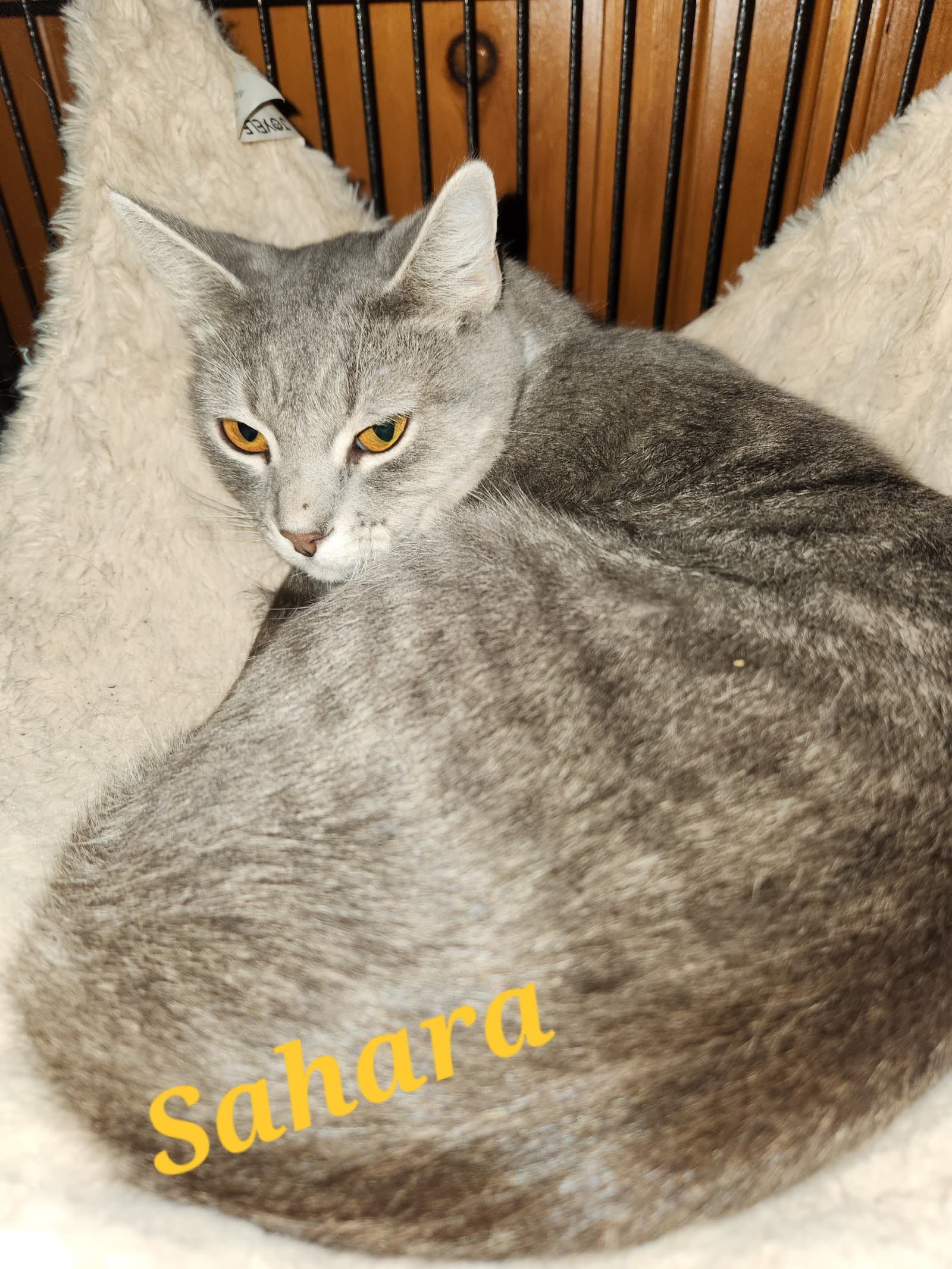 Sahara - Domestic Short Hair