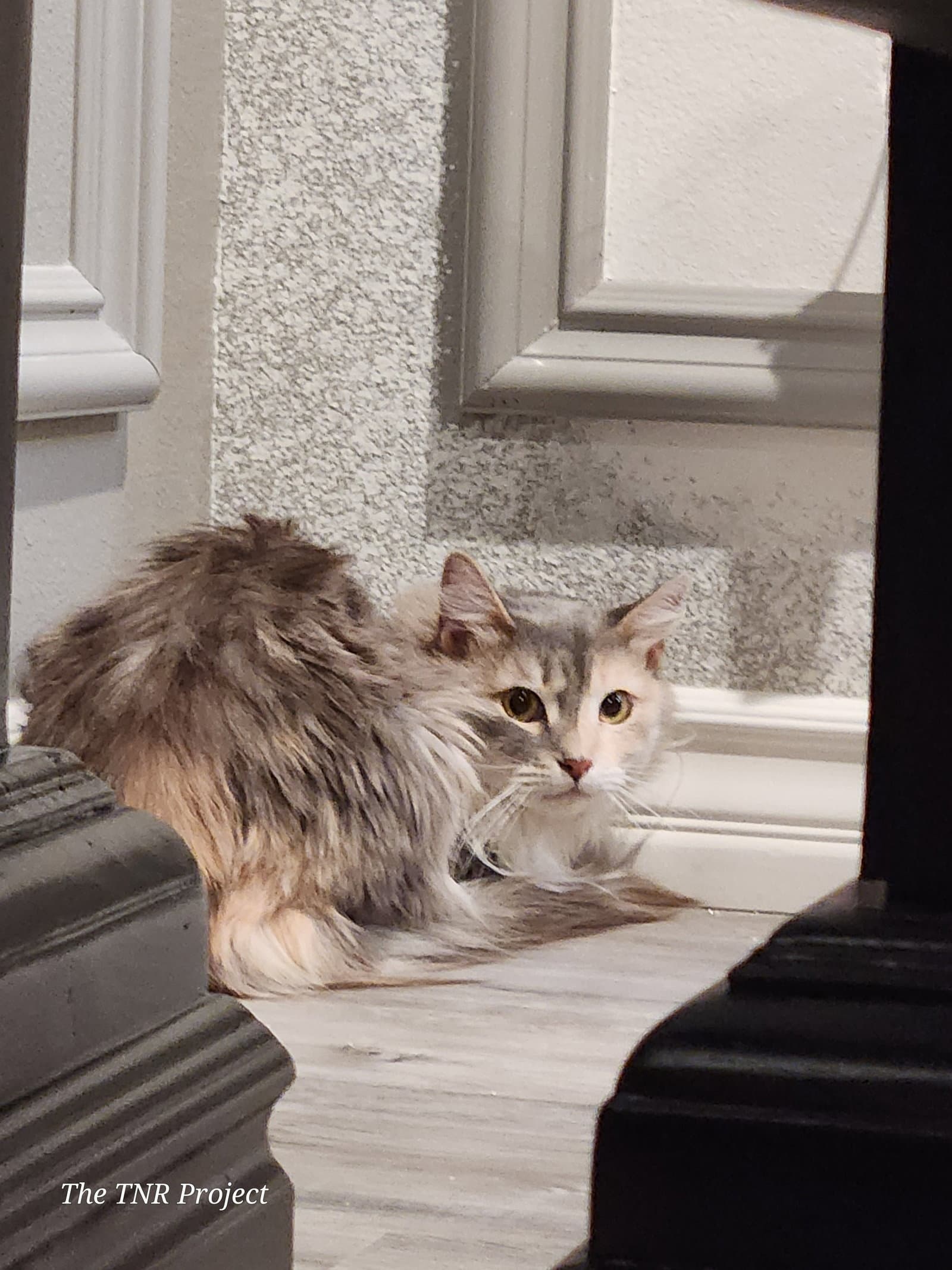 Serafina - Dilute Calico