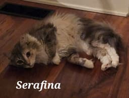 Serafina image 2