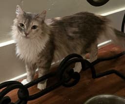 Serafina image 3