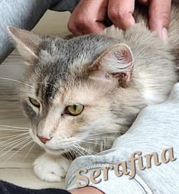 Serafina image 4